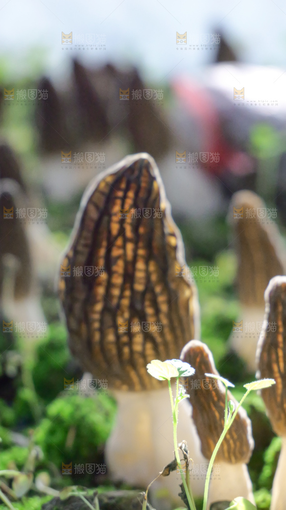 羊肚菌种植基地