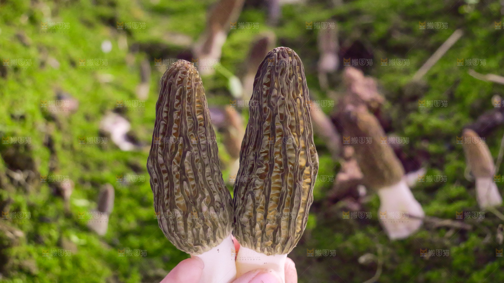新鲜羊肚菌