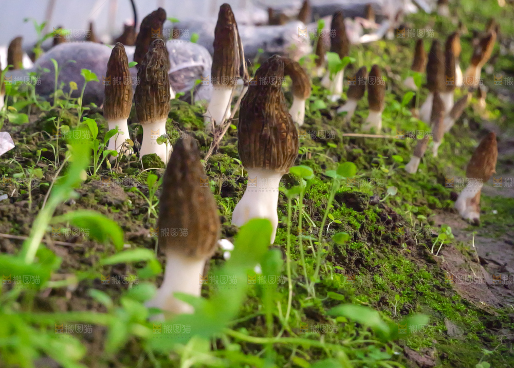 羊肚菌种植基地