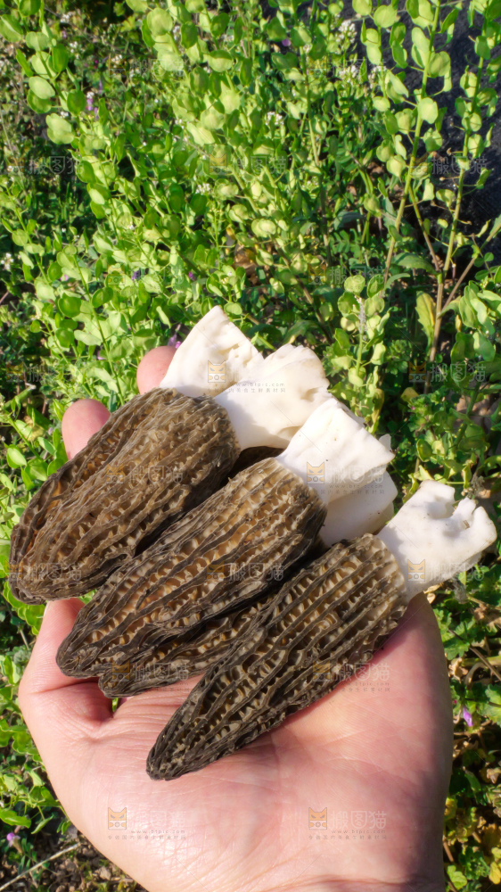 手里拿着新鲜羊肚菌