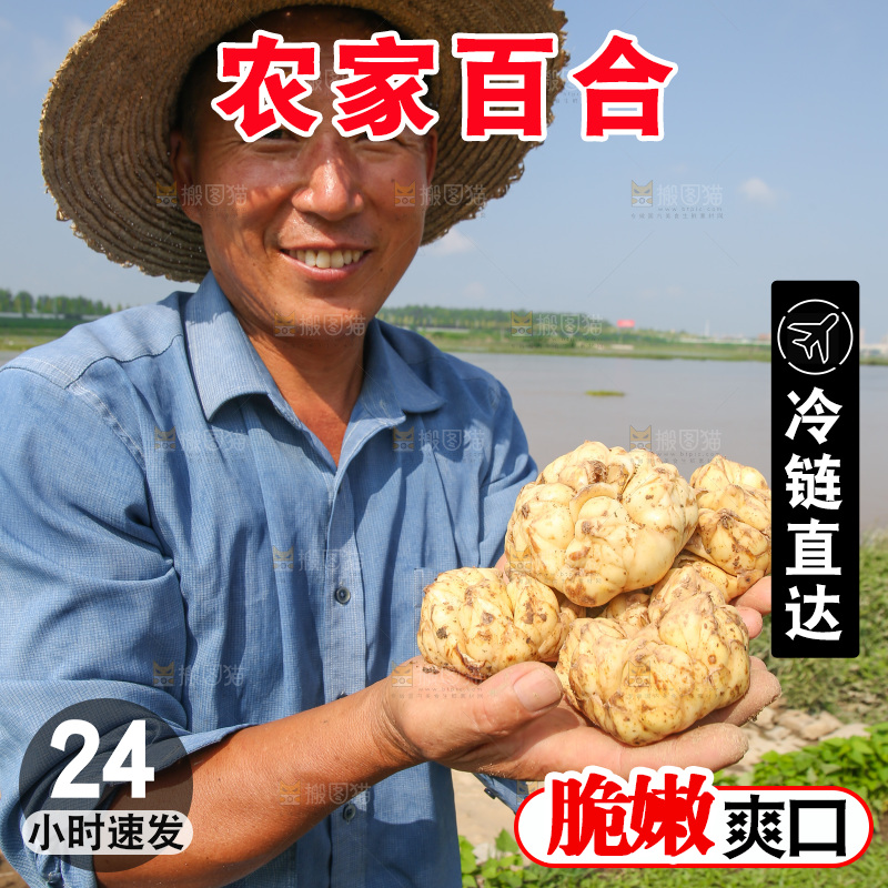 手里拿着新鲜百合