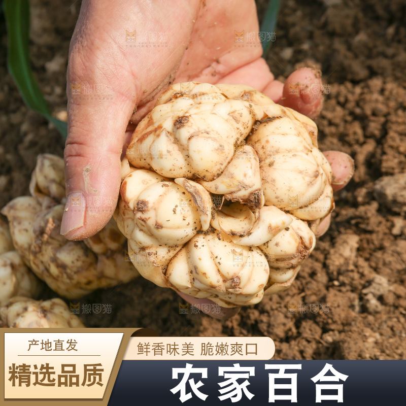 地里的新鲜百合
