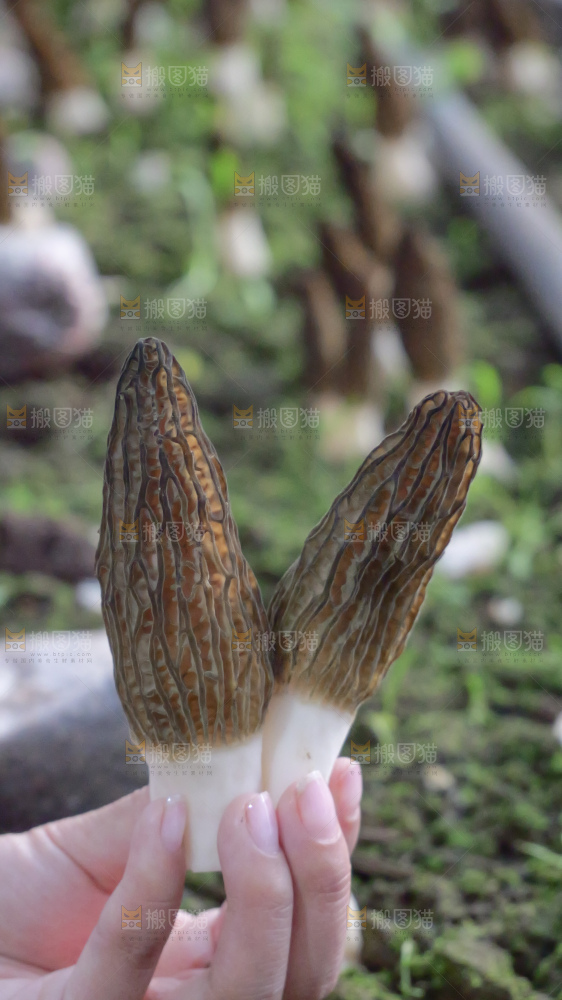 手里拿着新鲜羊肚菌