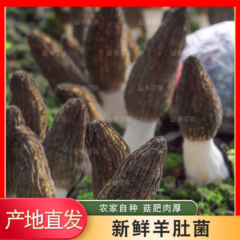 羊肚菌种植基地