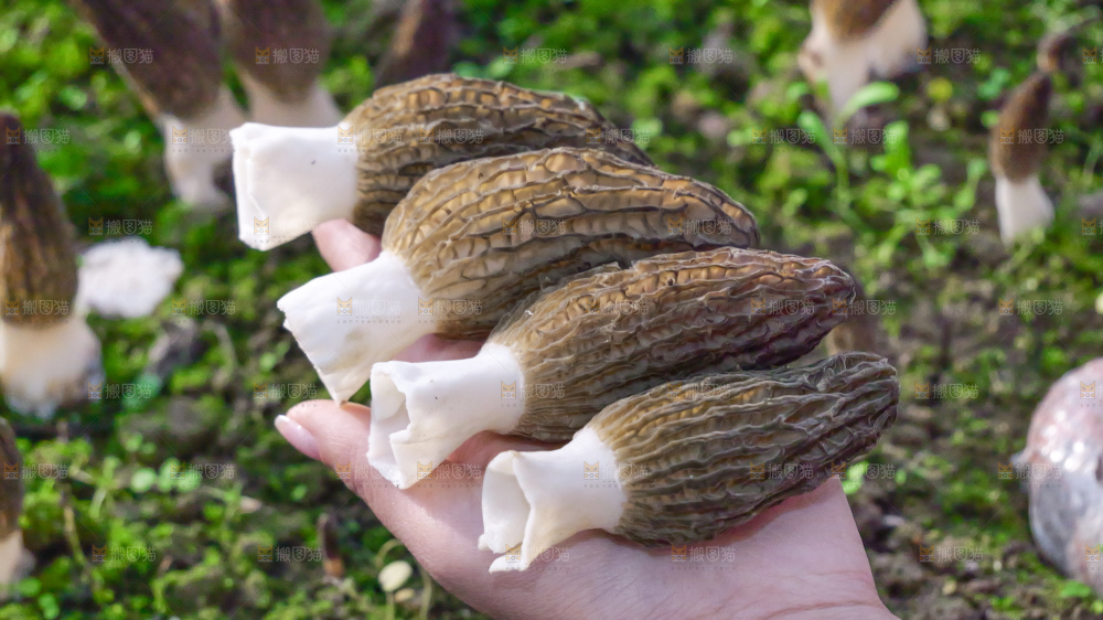新鲜羊肚菌