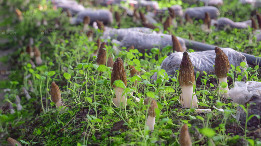 羊肚菌种植基地