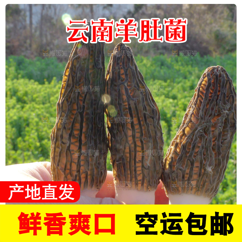 手里拿着新鲜羊肚菌
