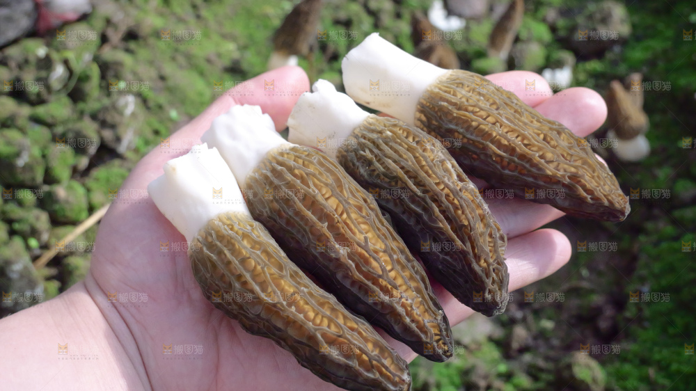 手里拿着新鲜羊肚菌
