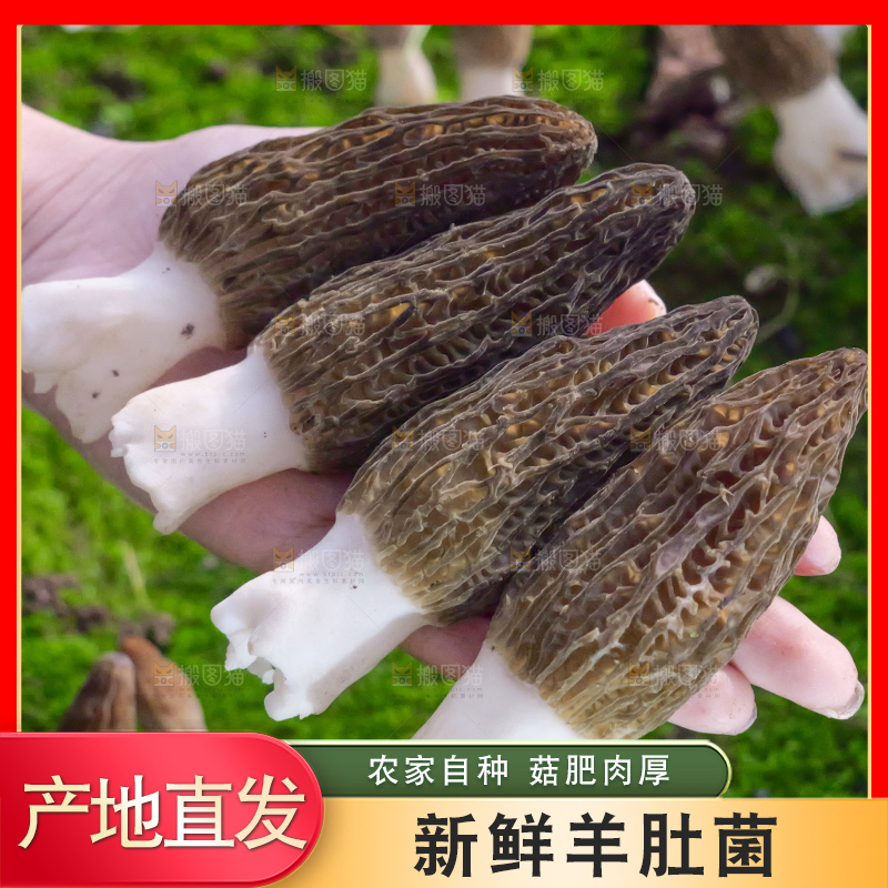 手里拿着新鲜羊肚菌