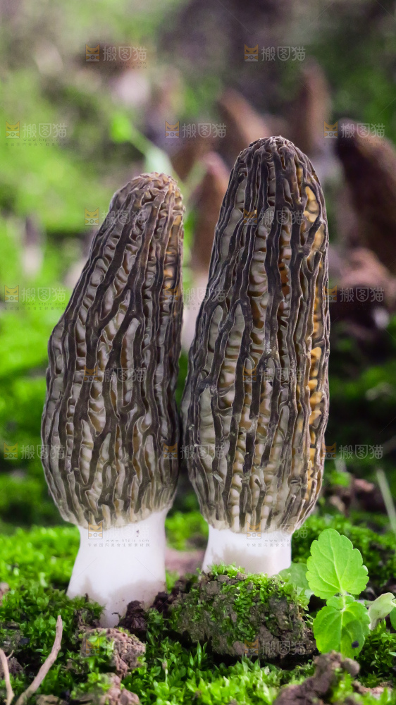 手里拿着新鲜羊肚菌