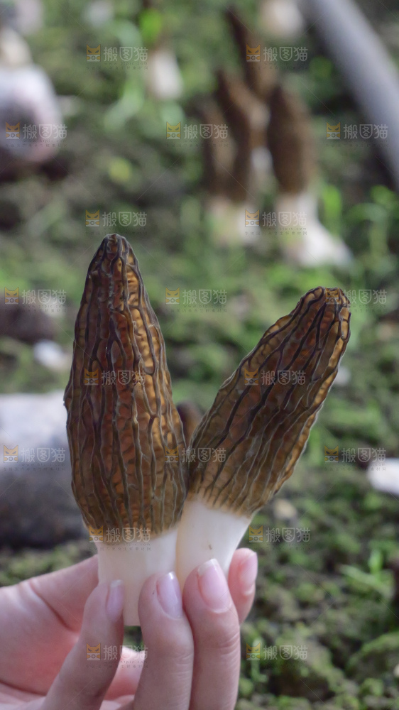 新鲜羊肚菌