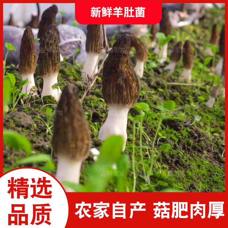 羊肚菌种植基地