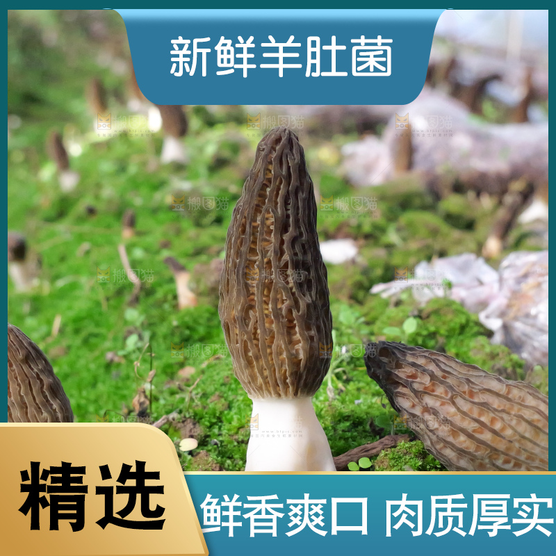羊肚菌种植基地