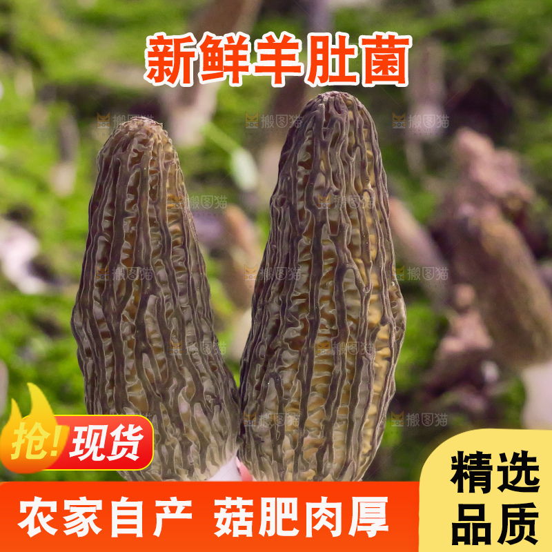 手里拿着新鲜羊肚菌