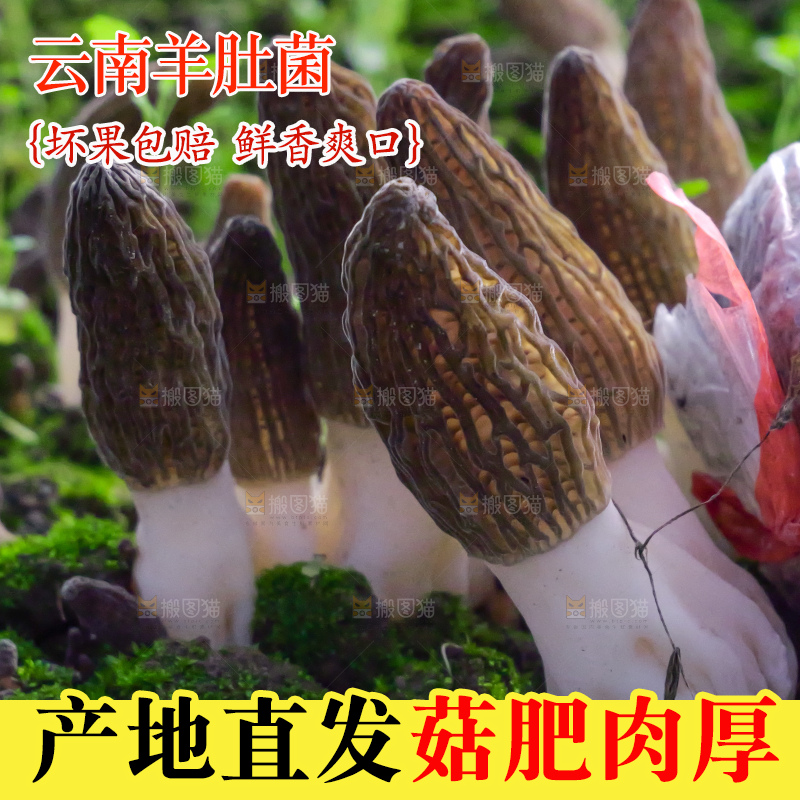 羊肚菌种植基地