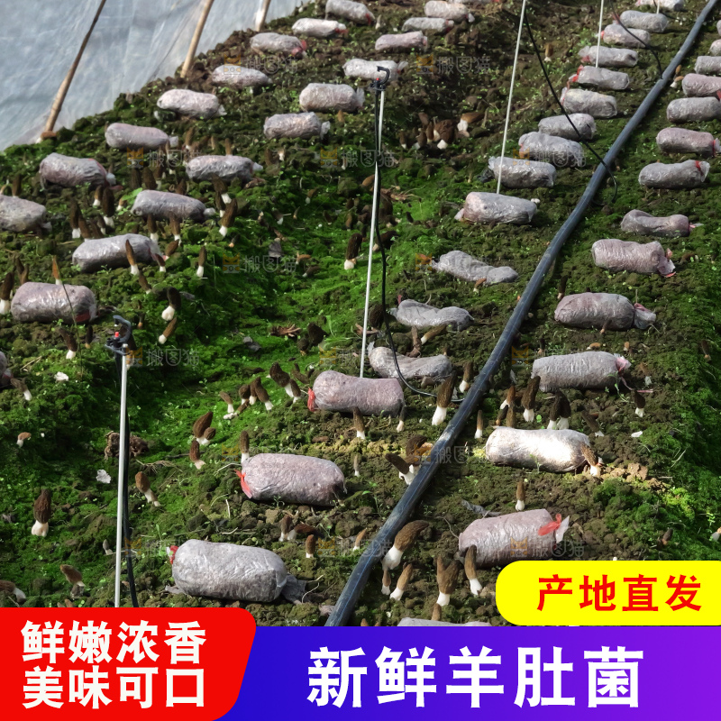 羊肚菌种植基地