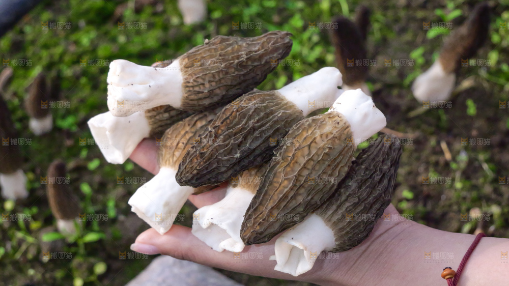手里拿着新鲜羊肚菌