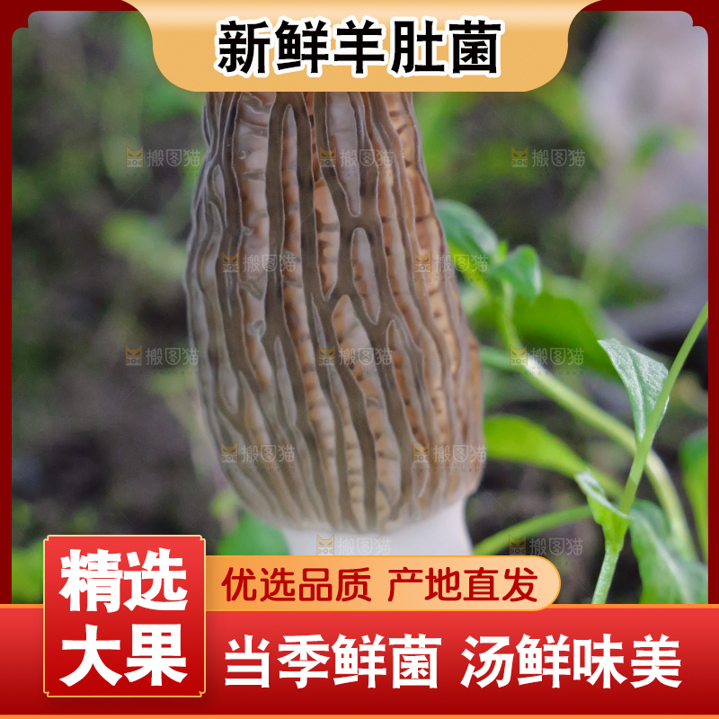 羊肚菌种植基地