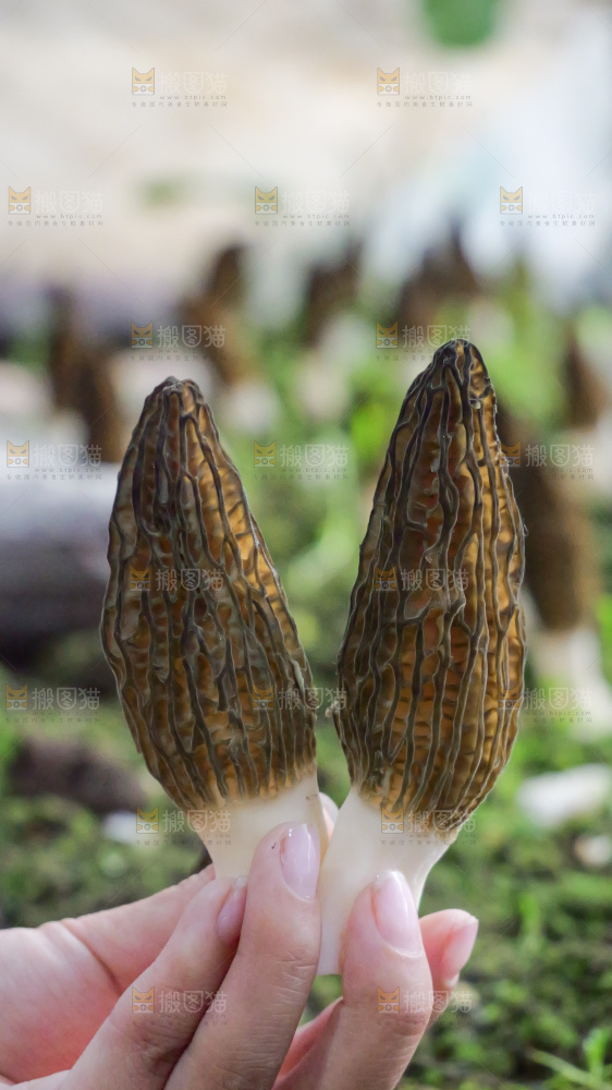 手里拿着新鲜羊肚菌