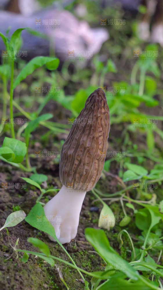 羊肚菌种植基地