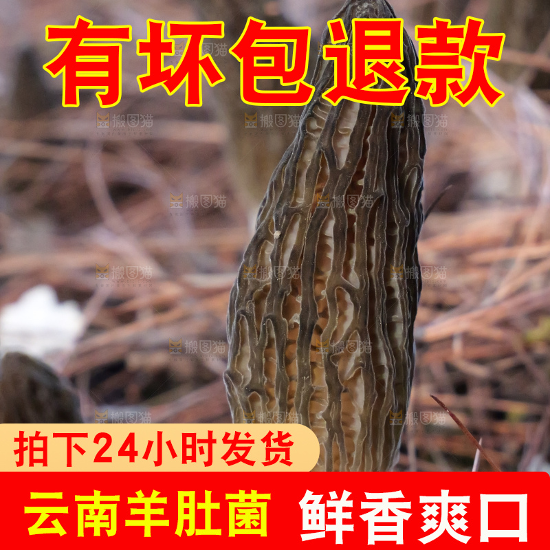 羊肚菌种植基地