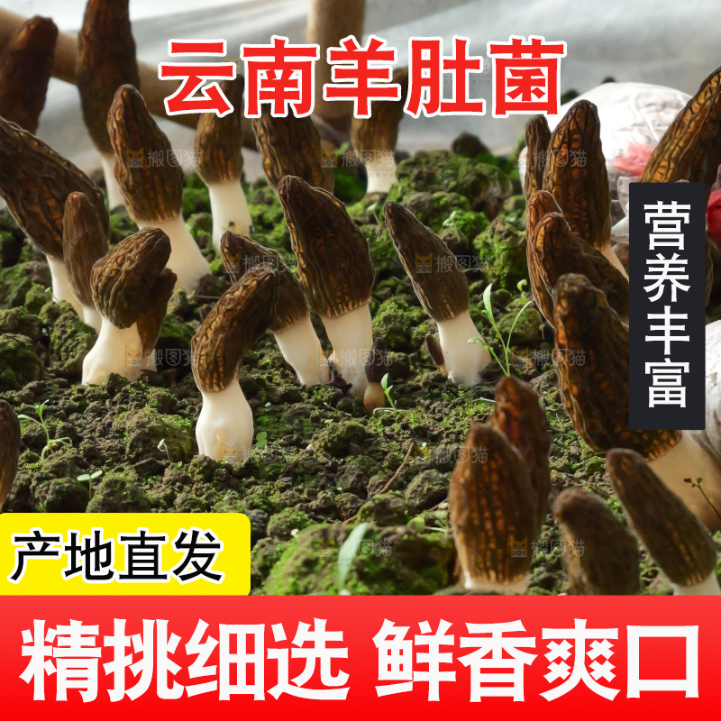 羊肚菌种植基地