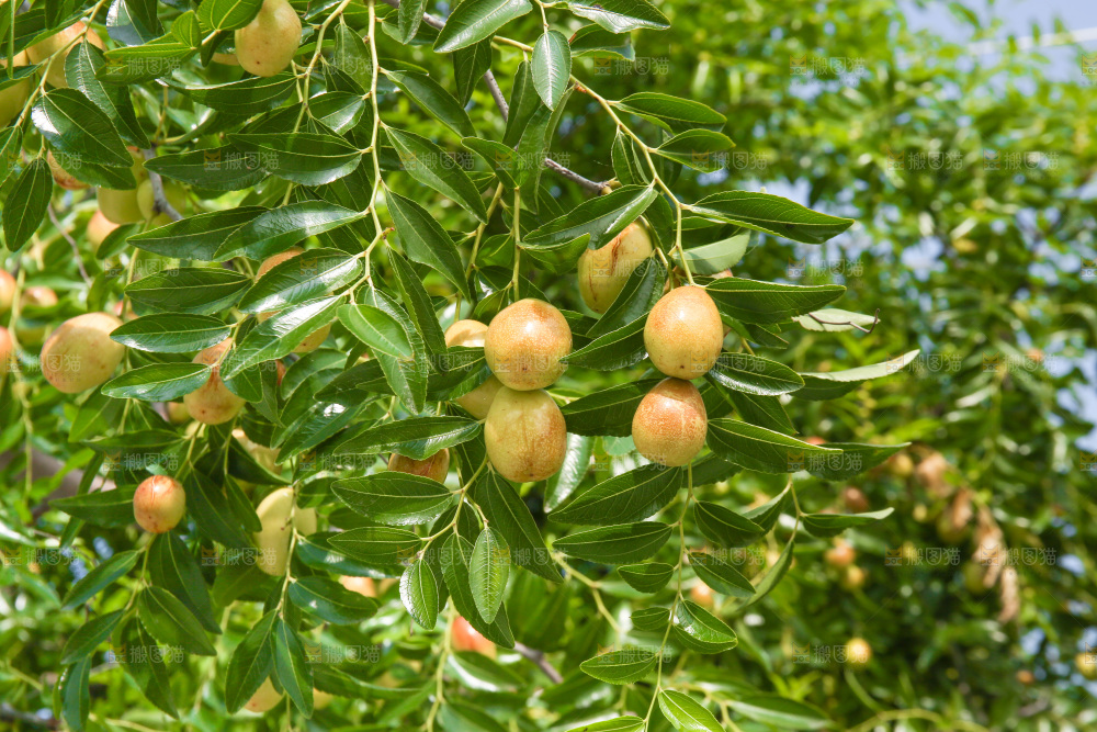 一大片枣树
