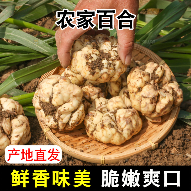 地里的新鲜百合