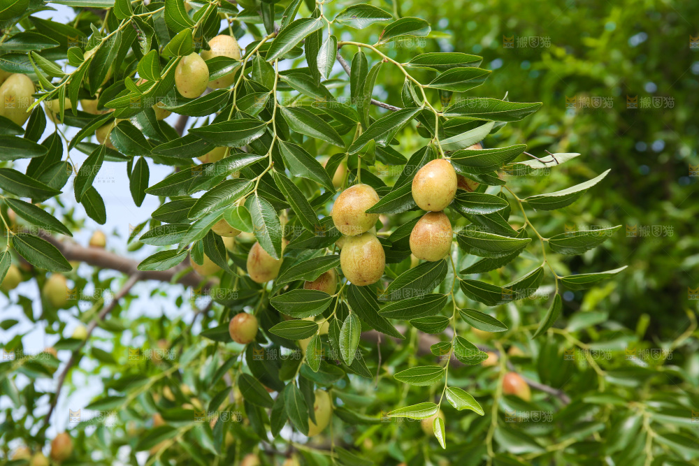 一大片枣树