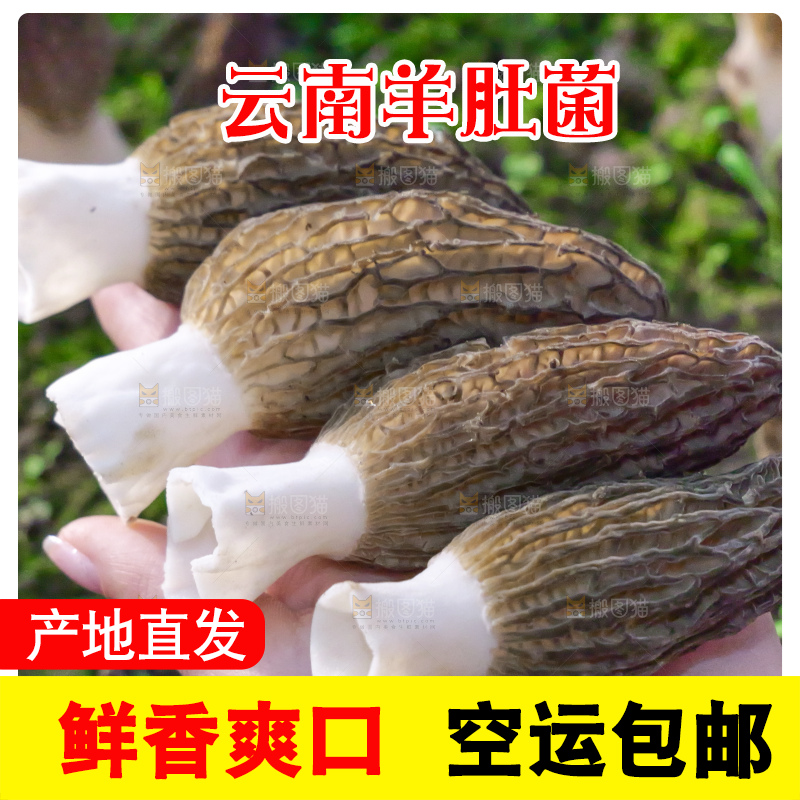 手里拿着新鲜羊肚菌