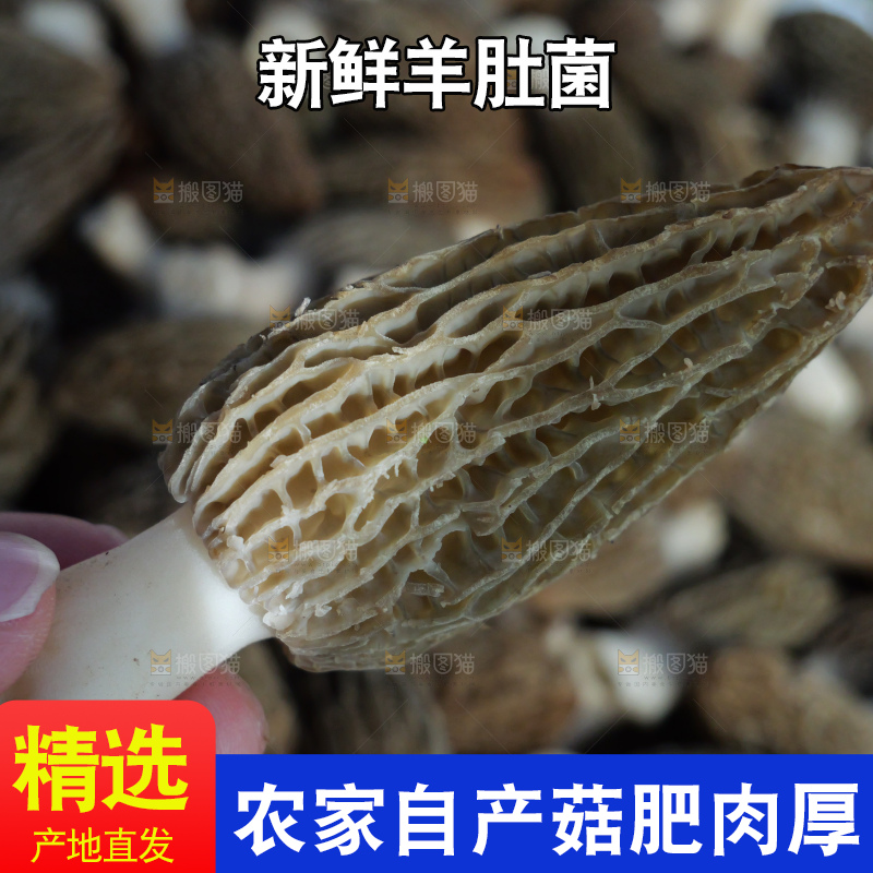 堆放着的新鲜羊肚菌