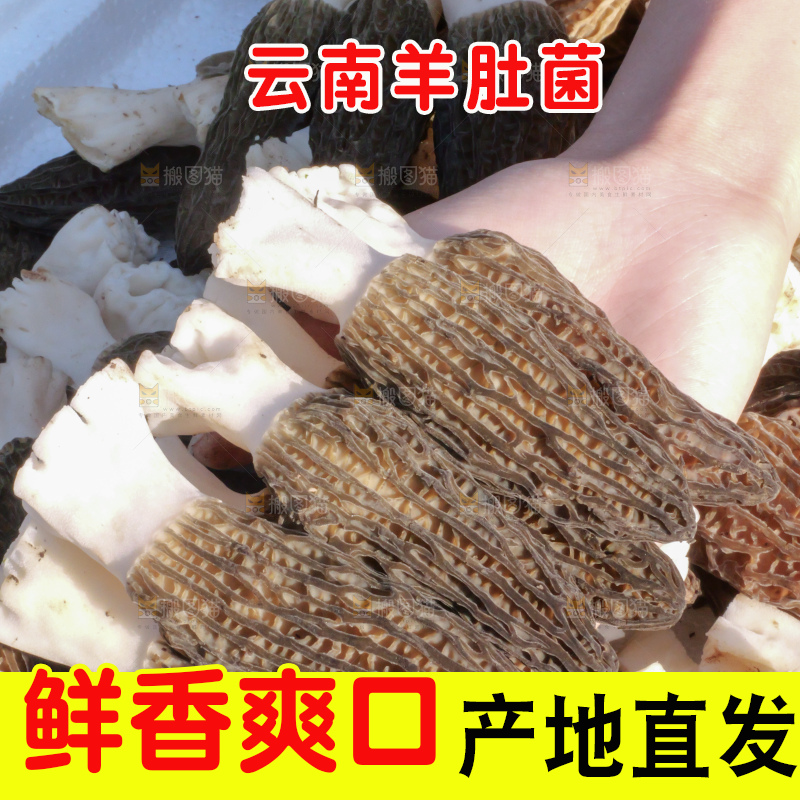 手里拿着新鲜羊肚菌