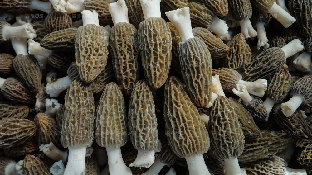 堆放着的新鲜羊肚菌