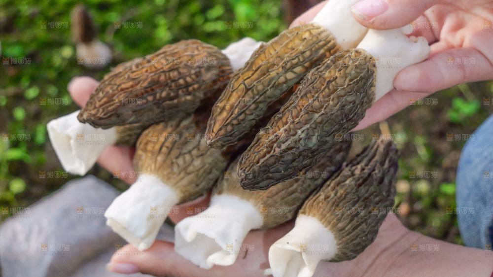 手里拿着新鲜羊肚菌