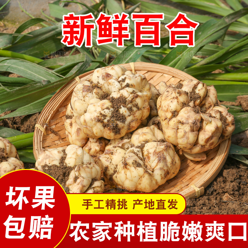 地里的新鲜百合