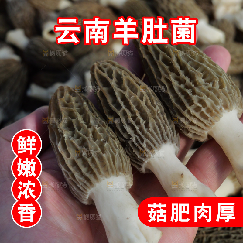 堆放着的新鲜羊肚菌
