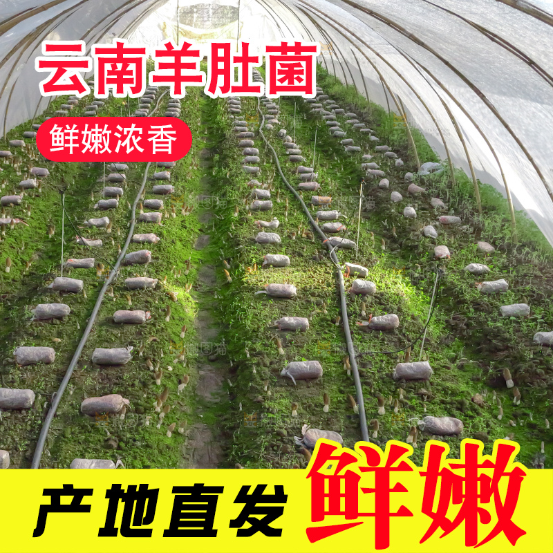 羊肚菌种植基地
