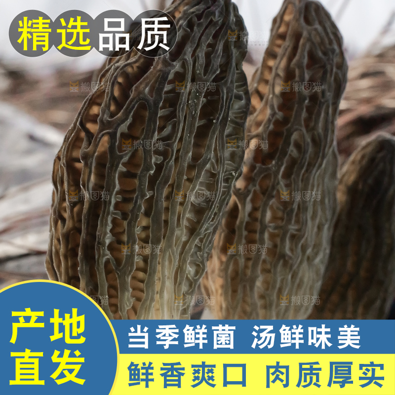羊肚菌种植基地