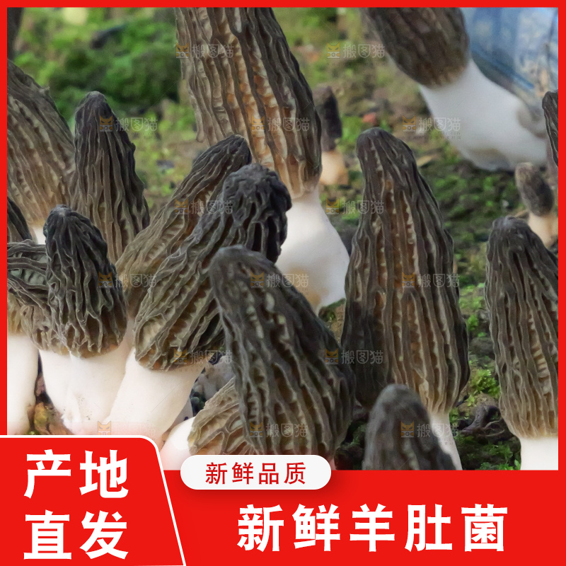 羊肚菌种植基地