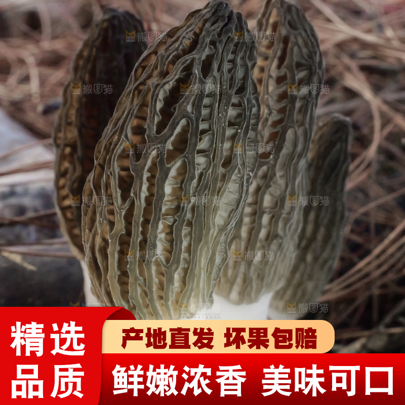 羊肚菌种植基地