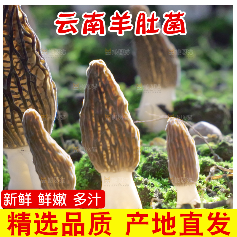 羊肚菌种植基地