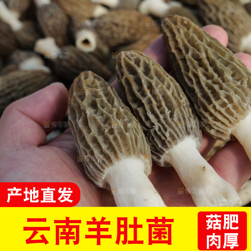 堆放着的新鲜羊肚菌