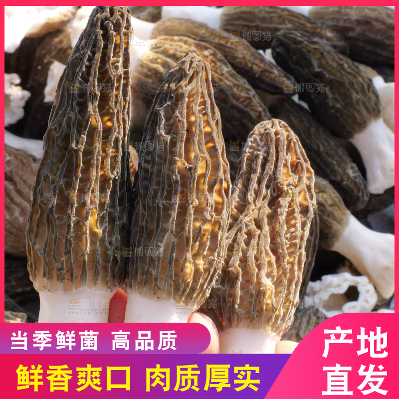 手里拿着新鲜羊肚菌