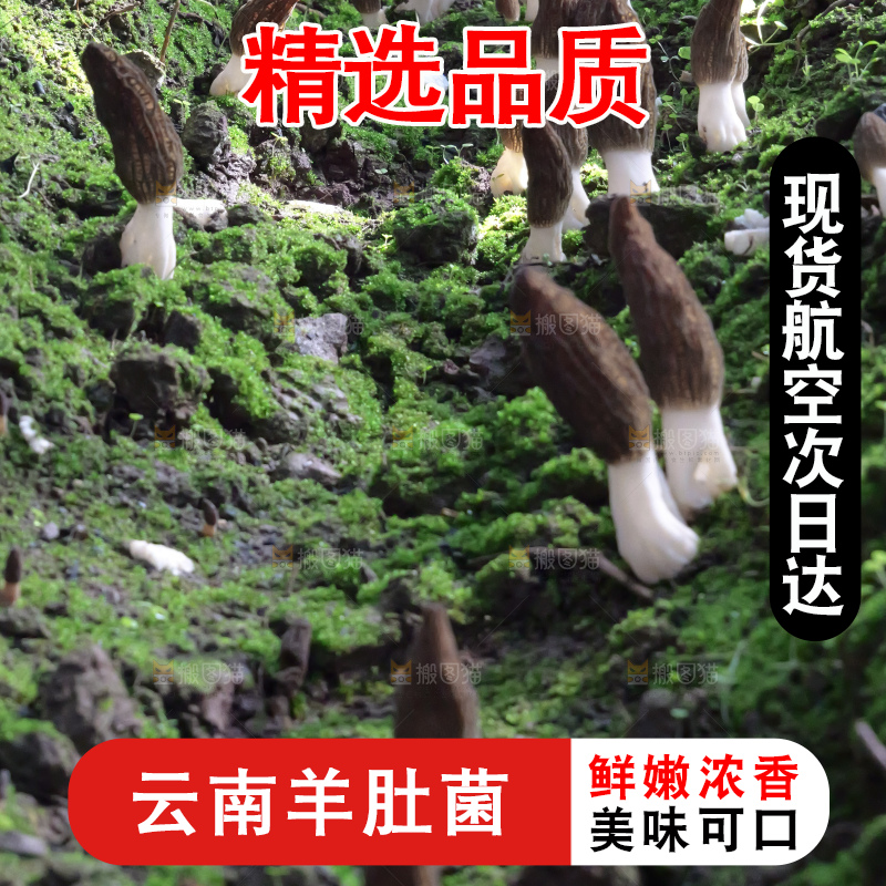 羊肚菌种植基地