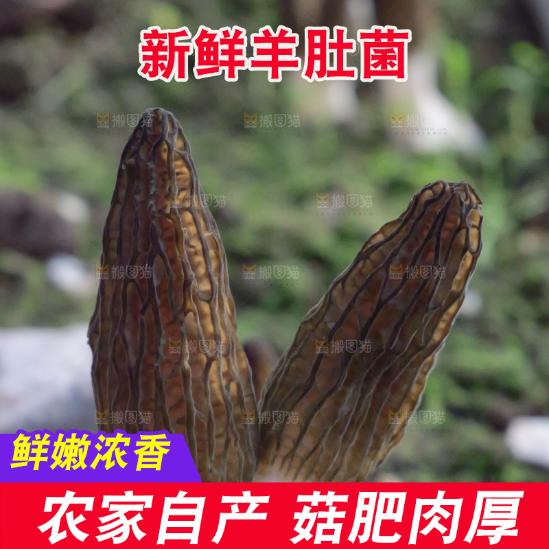 手里拿着新鲜羊肚菌