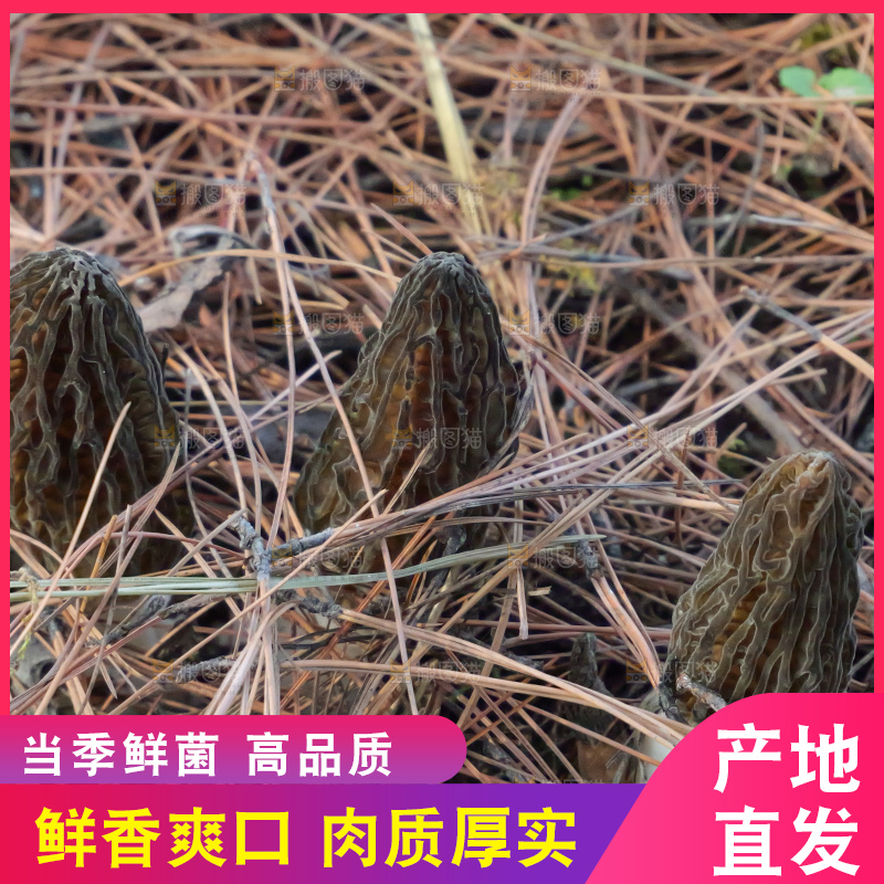 羊肚菌种植基地