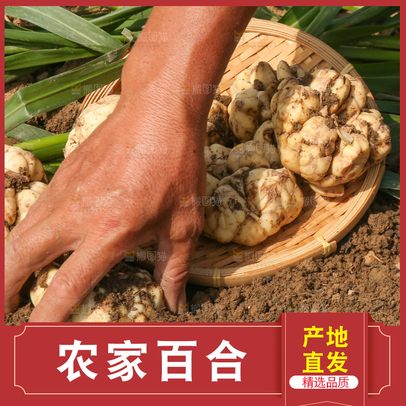 地里的新鲜百合