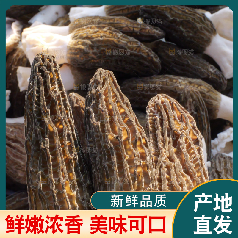 手里拿着新鲜羊肚菌