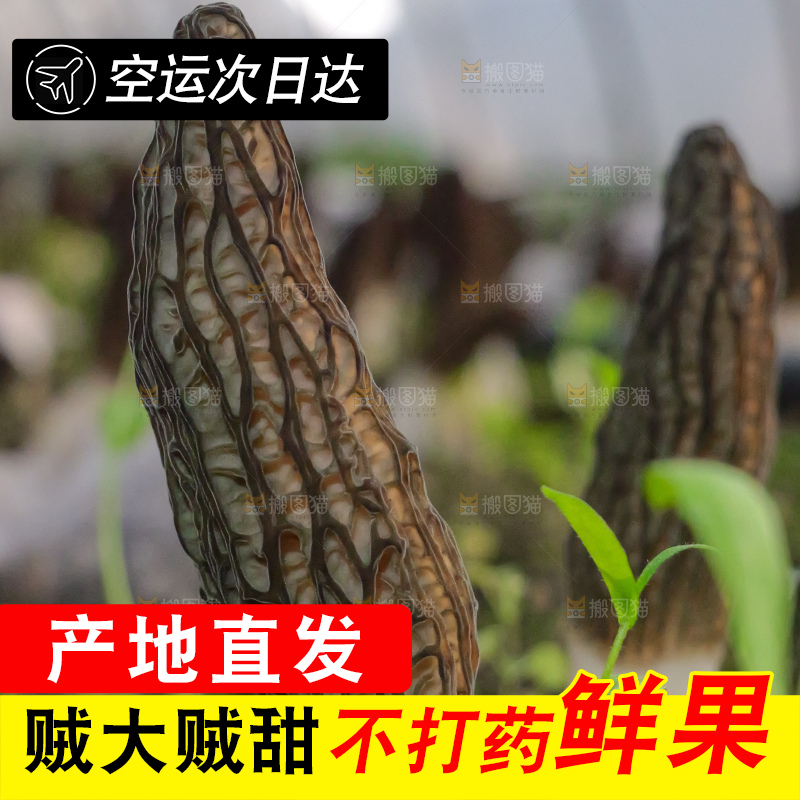 羊肚菌种植基地