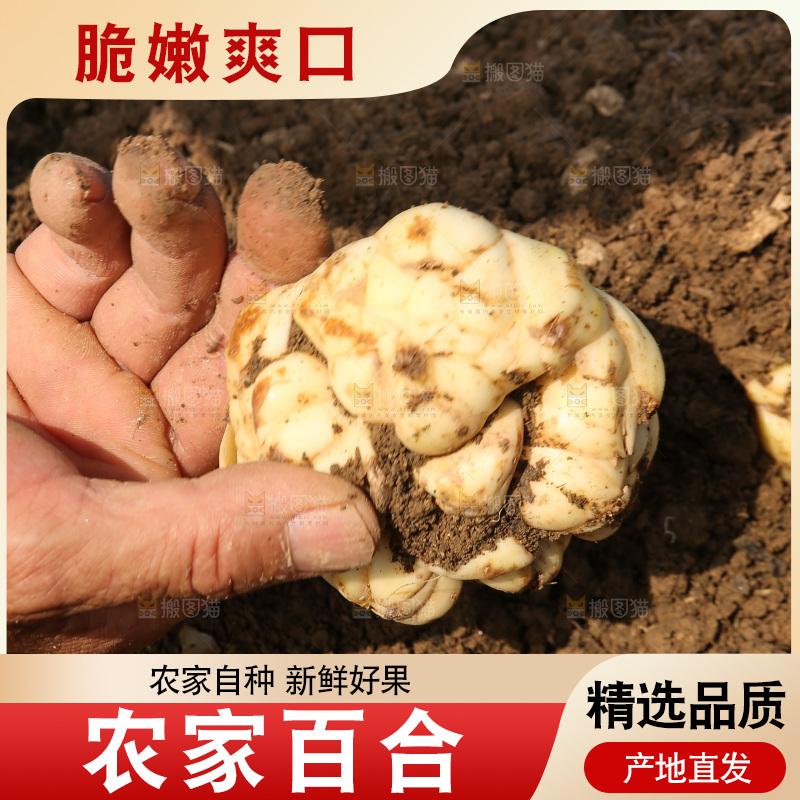 地里的新鲜百合